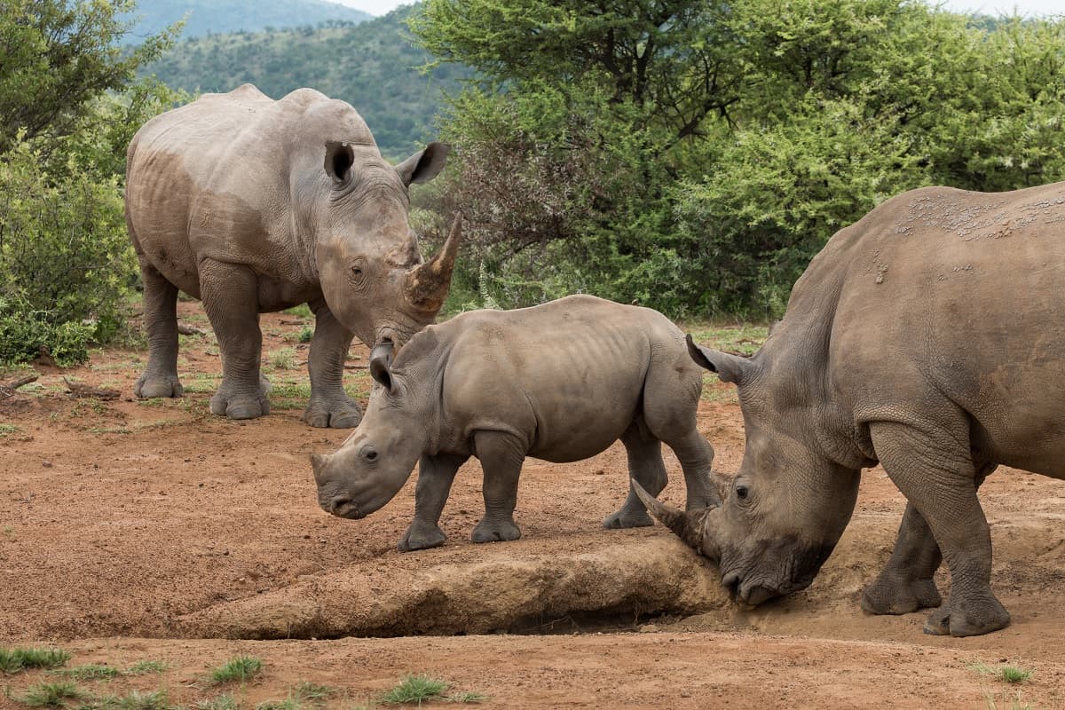 9 meses no son nada: conoce los embarazos más largos del reino animal