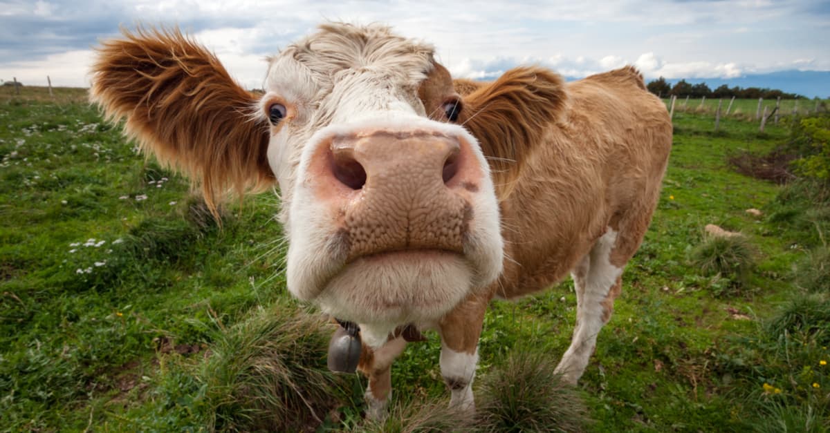 Estos son los síntomas de la alergia a las proteínas de la leche de vaca (APLV)