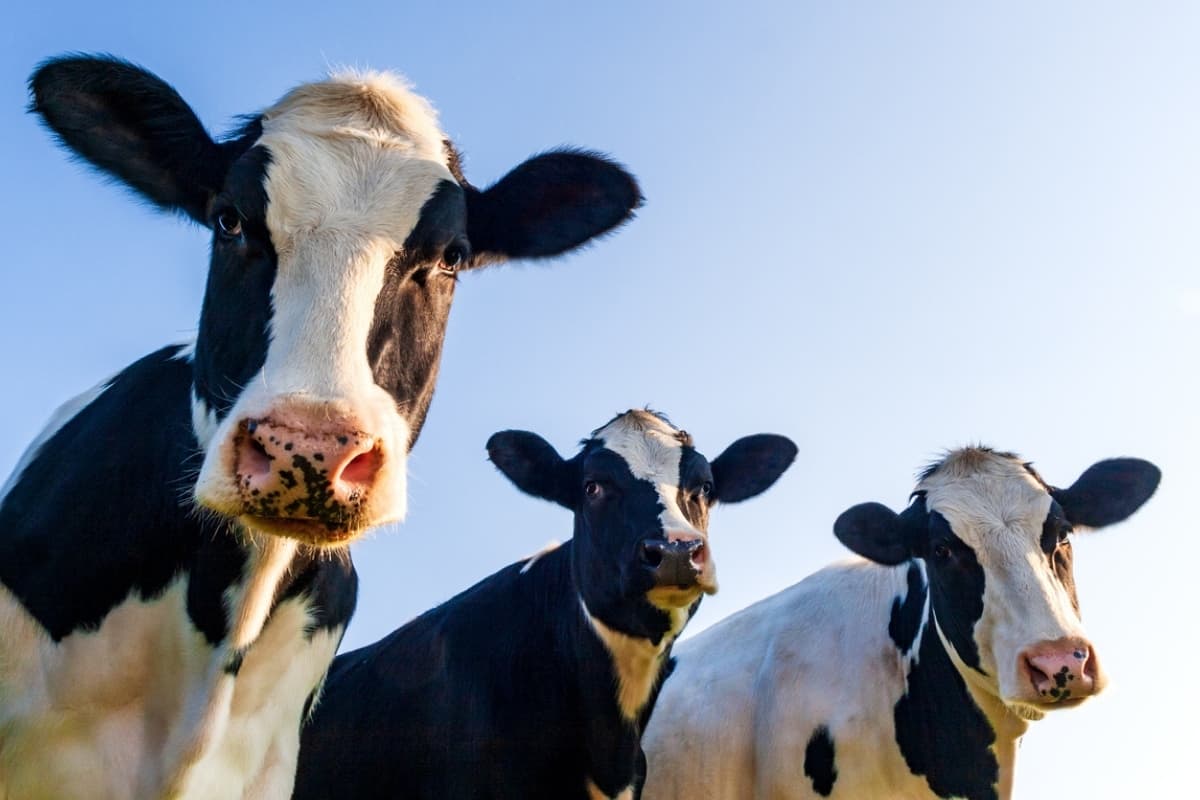 Autoridades en Texas intentan dar respuesta al misterio de las vacas mutiladas