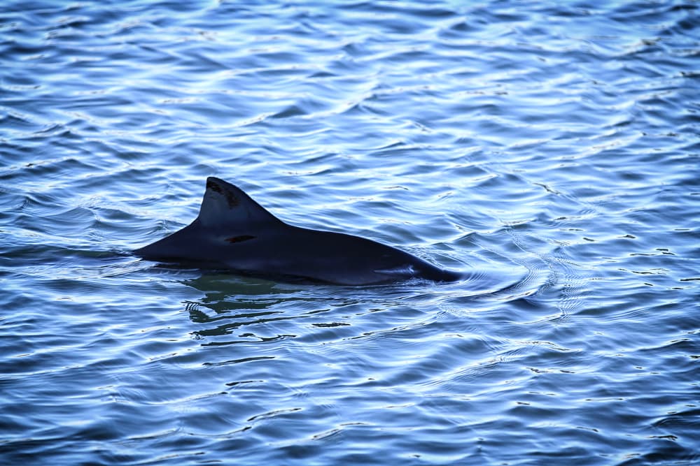 Solo quedan 10 ejemplares de vaquita marina en todo el mundo y están a punto de desaparecer