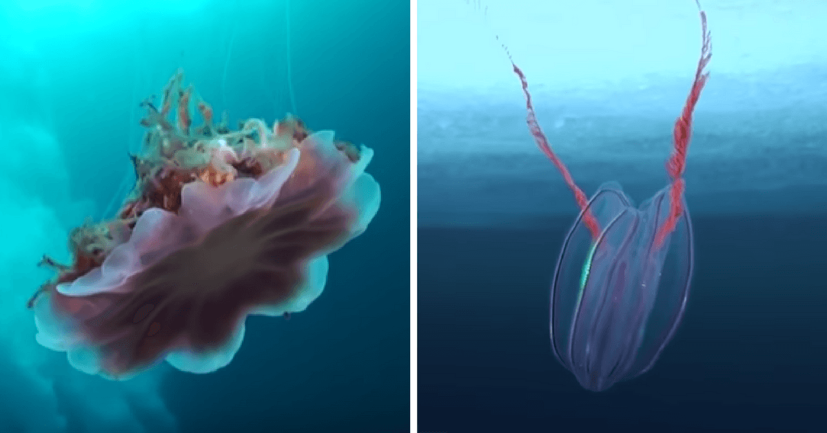 Tienes que ver la increíble vida marina que hay debajo de Groenlandia 