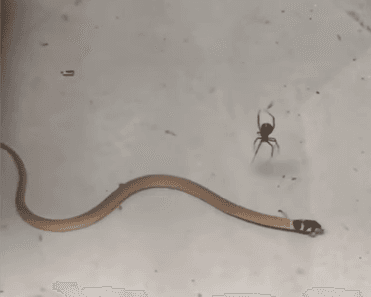 Este video de una pequeña araña matando a una gran serpiente es lo más increíble que verás hoy