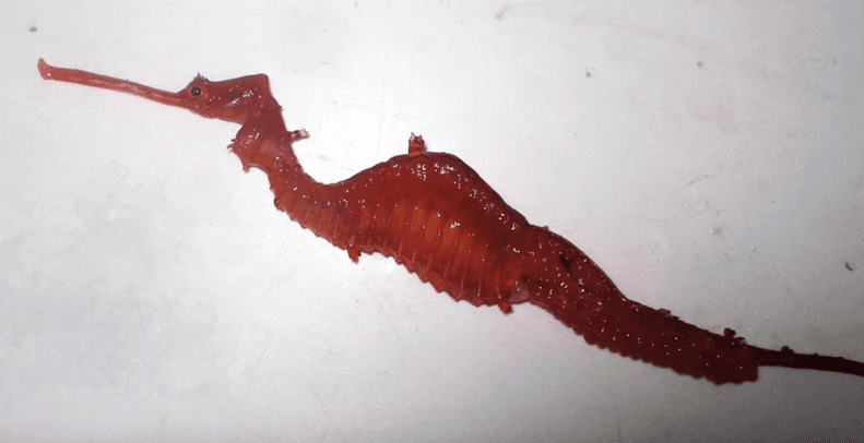 Una rara especie de dragón marino fue capturada en video por primera vez y tienes que verlo