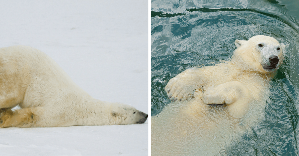 No te querrás perder estos divertidos videos de osos polares