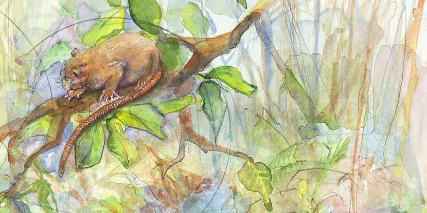 Descubren en Islas Salomón nueva especie de rata que abre cocos con los dientes