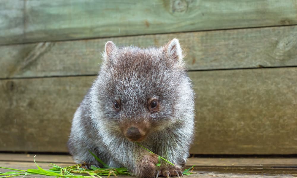 La caca más linda del mundo es cuadrada y solo un adorable animal puede hacerla