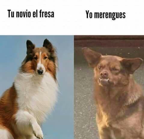 Chilaquil en memes: el perrito mexicano que todos amamos
