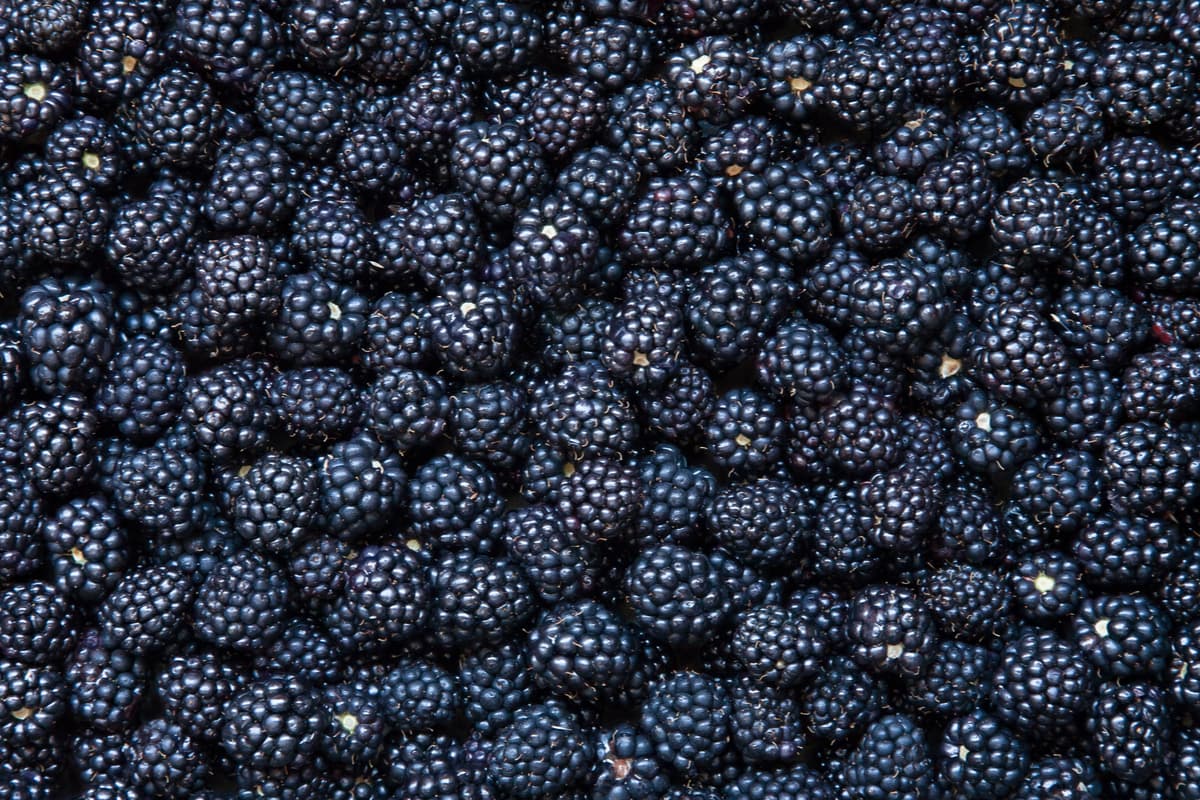  Se registra un brote de hepatitis... ¿por comer zarzamoras?