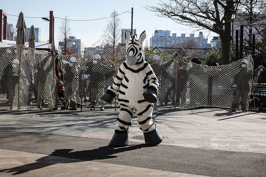 ¿De qué color son las rayas de las cebras?