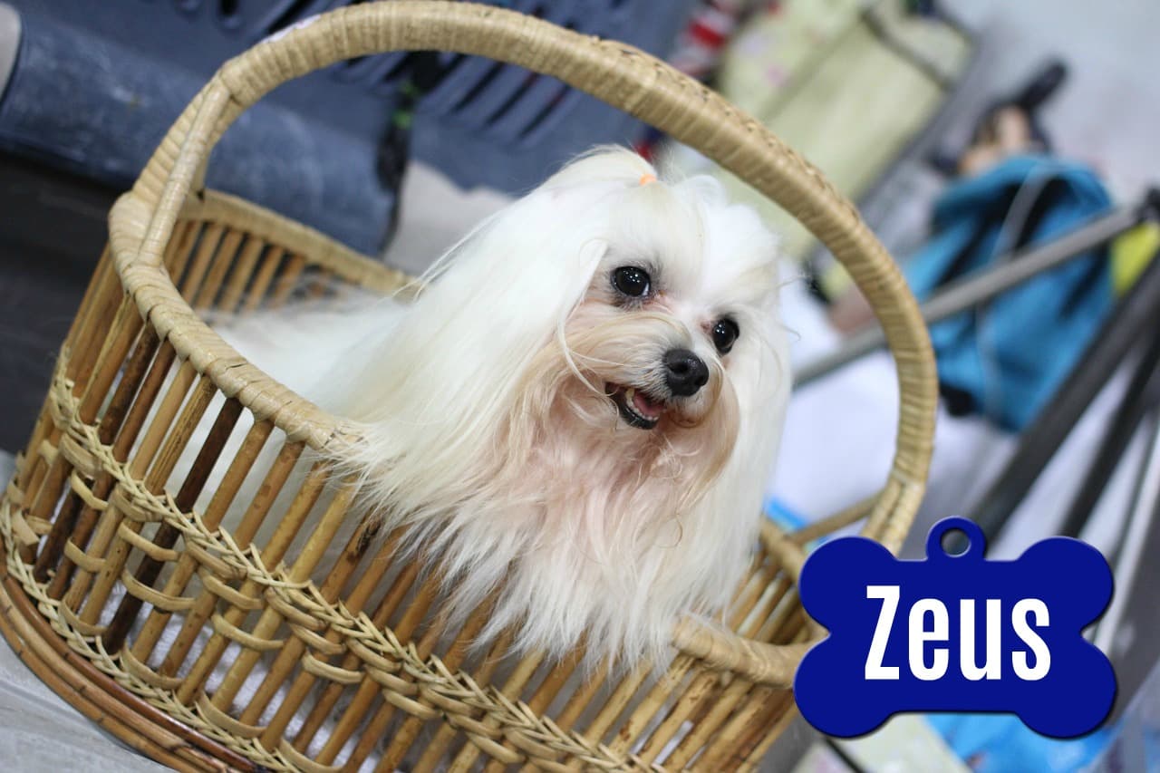 ¡Olvídate de "Fifi"! Estos son los 10 mejores nombres para perros pequeños