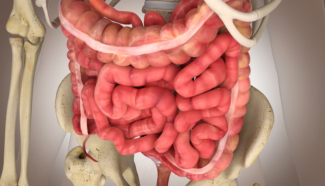 Intestino saudável: como conseguir se livrar da prisão de ventre? Médico explica
