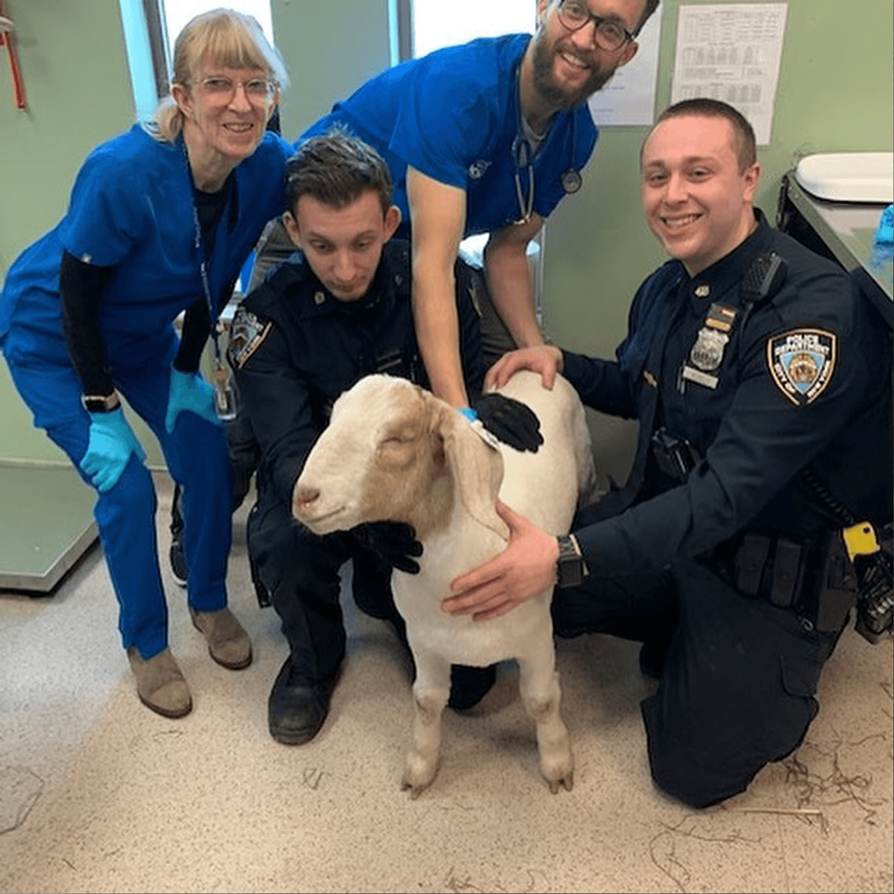 Una vez más, la policía de Nueva York encontró a un animal de granja suelto por el Bronx. Ocurrió el 17 de marzo, cuando agentes vieron a una cabra rondando cerca de E. 132nd St. y Locust Ave. Fue atrapado por dos agentes y llevado a los Centros de Cuidado Animal de en Nueva York. Los agentes conmemoraron el evento con una serie de fotos para redes sociales.
<br>