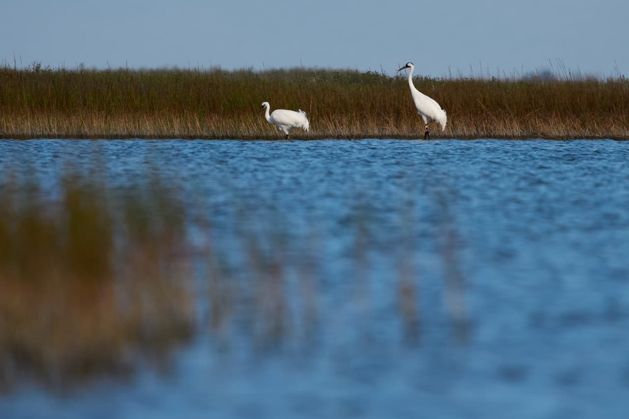 Donald Trump limita el alcance de la Ley de Especies en Peligro y genera alarma ambiental