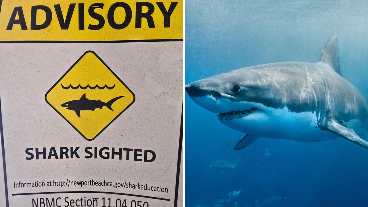 Avistamiento de tiburón blanco cierra playas en West Newport Beach durante horas