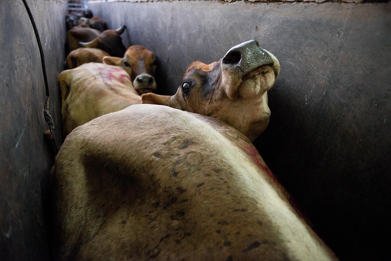 Las vacas son conducidas por pasadizos desde las cuadras hasta el cajón de aturdimiento.
<i>Villacorzo (Chiapas), 2017.</i>