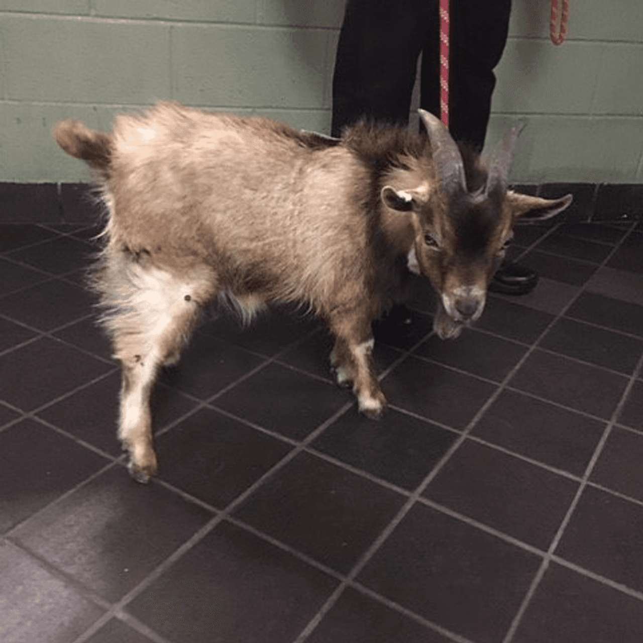 Esta pequeña cabra fue encontrada este domingo y es el quinto animal de granja en ser rescatado en la ciudad en sólo 11 días. Según el Centro de Cuidado Animal, fue encontrada por la policía en la calle 180 Este, cerca del Zoológico del Bronx. La criatura ya se encuentra sana y salva bajo el cuidado de Farm Sanctuary.