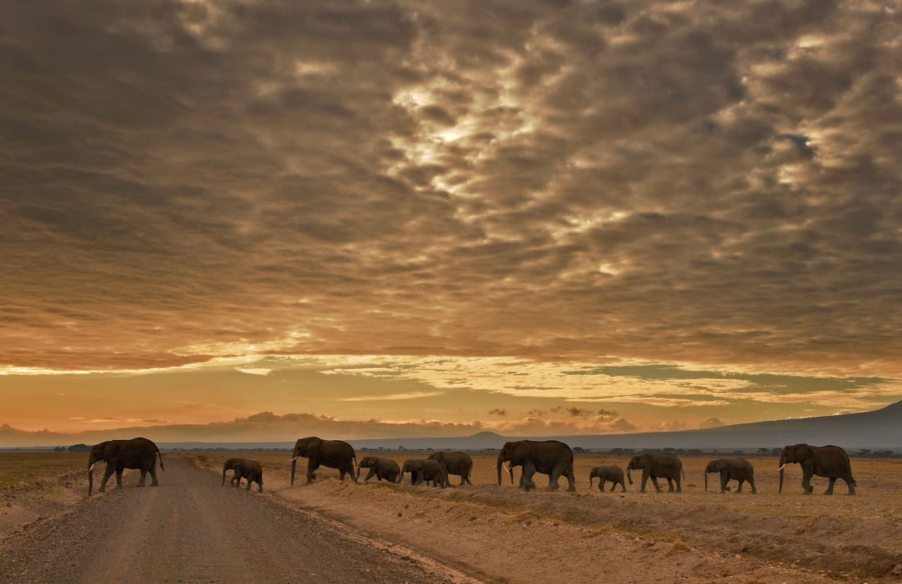 Amboseli National Park, Kenia