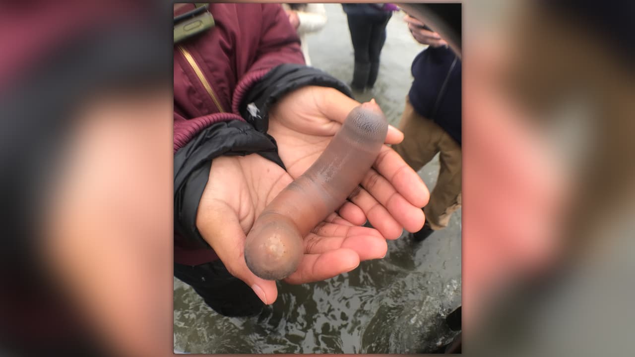 No es un pez, pero sí un manjar: 5 cosas que debes saber sobre la invasión de 'peces pene' en una playa de California