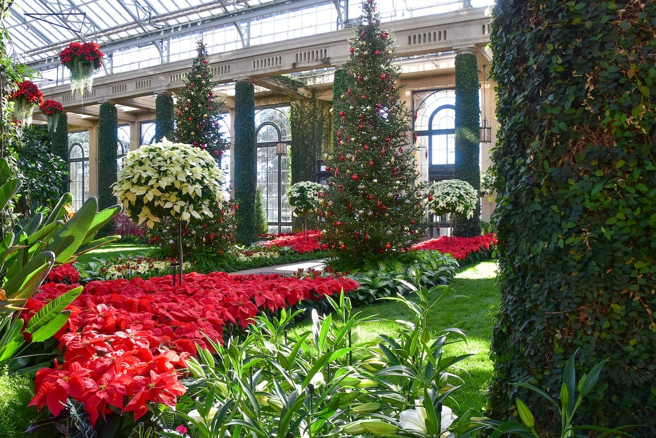 Flanqueando el paseo central, dos abetos de Fraser (Abies fraseri) decorados con una paleta de colores tradicional de adornos rojos, dorados y plateados complementan la exhibición en nuestra Sala de Exposiciones.