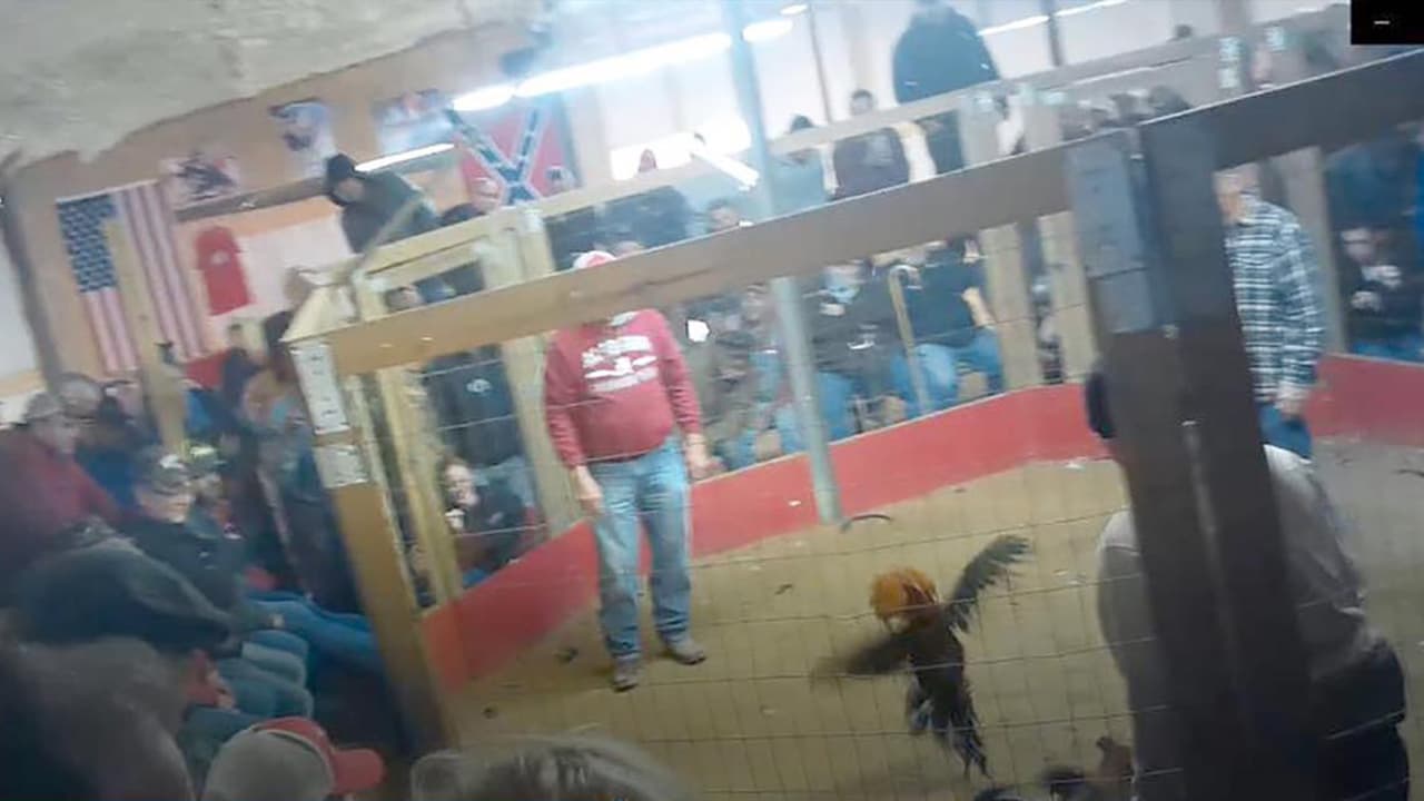 Redada durante peleas de gallos en Georgia deja 178 personas arrestadas