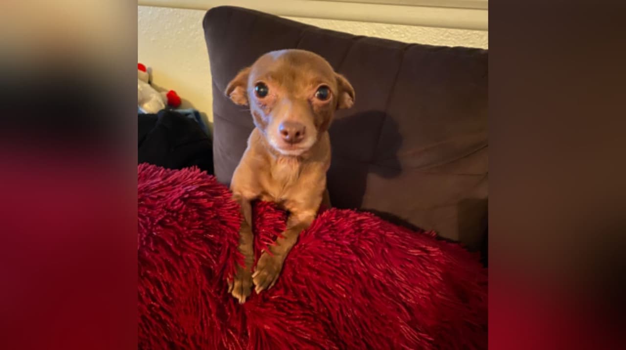 Esta perrita se llama Coco, tiene 6 años y la aman en la familia de Liz Aldana.