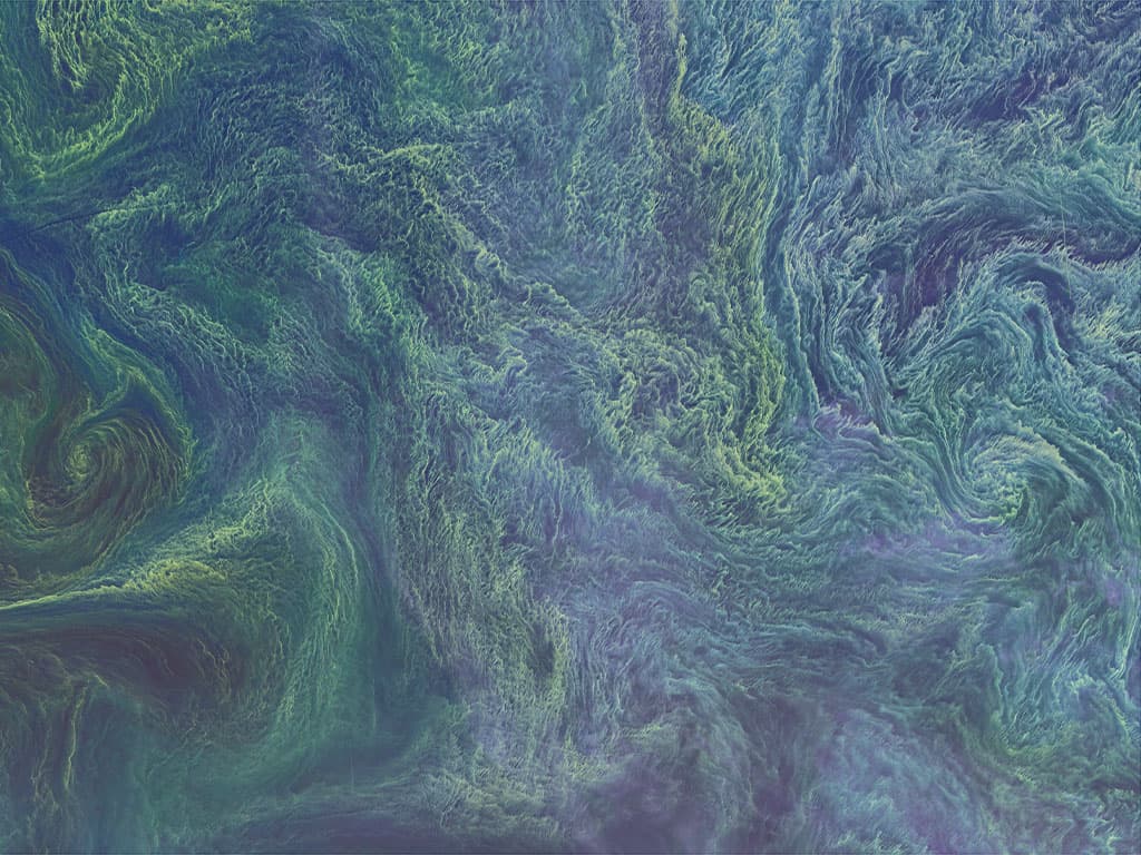 <b>El Mar Báltico. </b>Esta fotos del 11 de agosto de 2015. Se ven los colores aparentes de 'cianobacterias', tipo de bacterias marinas que capturan y almacenan energía solar a través de la fotosíntesis. Algunos son tóxicos para humanos y animales. Además, las grandes floraciones pueden causar una zona muerta en el mar quitando el oxígeno a otros organismos. Las imágenes de satélite por sí solas no pueden decir si son cianobacterias, sin embargo, "las principales floraciones de cianobacterias han aparecido casi todos los veranos... y siempre se ven así en satélite",
<a href="https://earthobservatory.nasa.gov/images/86449/blooming-baltic-sea" target="_blank">explicó el oceanógrafo de la NASA</a> Norman Kuring.
<br>
<br>