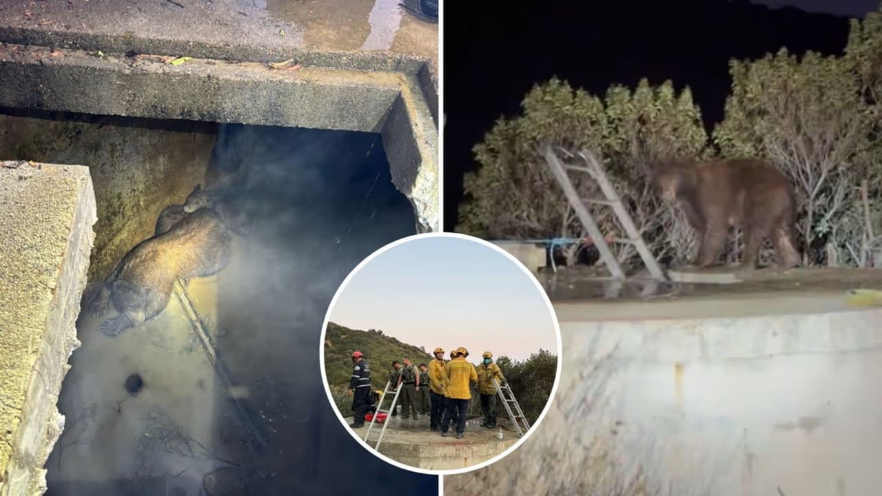 Mamá osa y sus tres hijos son protagonistas de un rescate de película en Los Ángeles