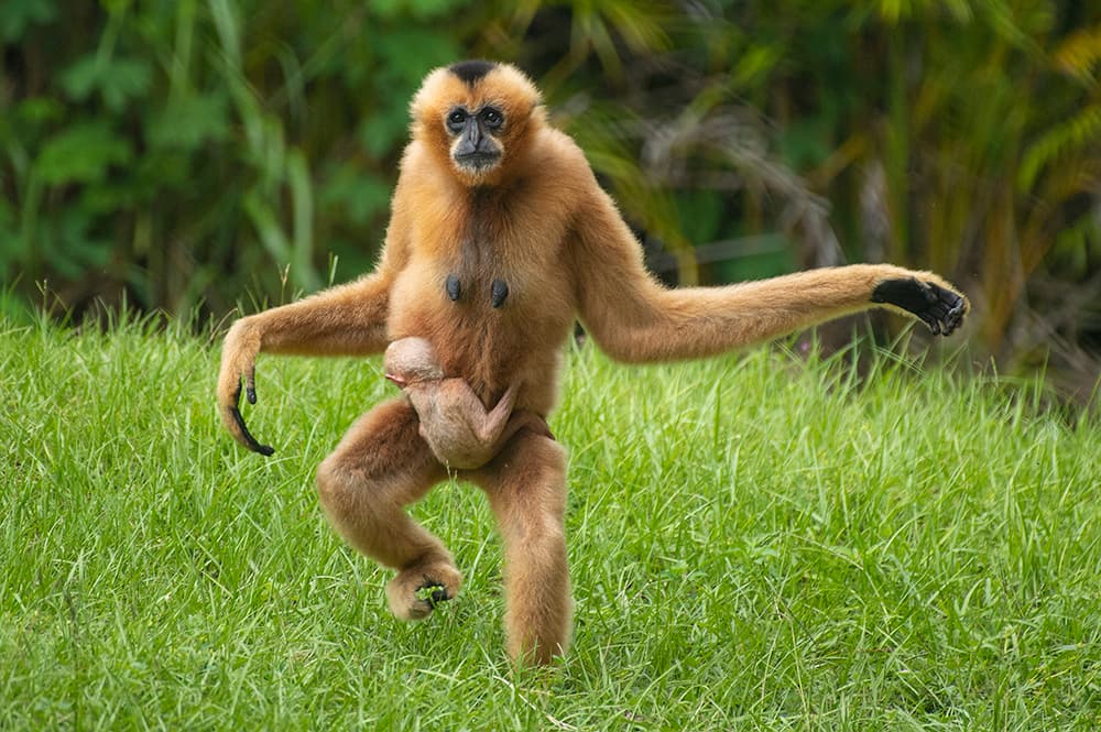 Su madre, “Millie”, tiene 18 años, y también dio a luz el primer simio de esa especie nacido en el Zoo Miami, en agosto del 2013. Es el primer hijo de “Cuong”, el padre de 9 años del pequeño bebé gibón.
<br>