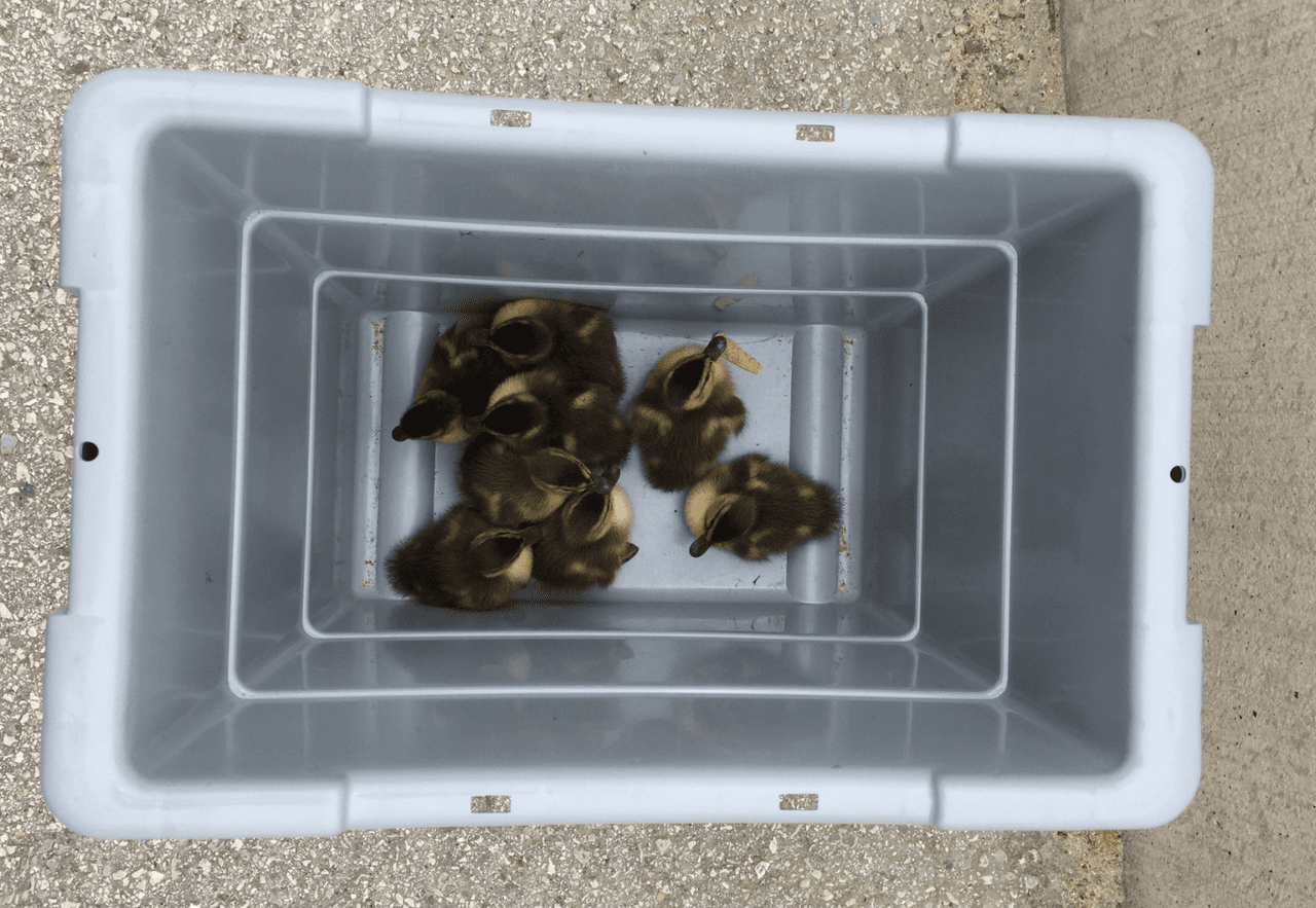 Policías y bomberos rescatan a ocho patitos en un drenaje cerca de una autopista de Texas