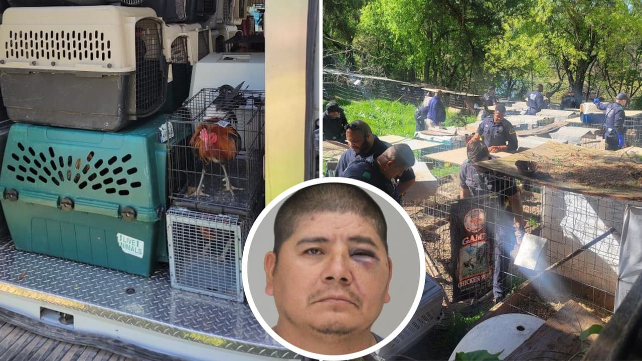 Tras un tiroteo, desmantelan criadero de gallos para peleas en rancho al sur de Dallas