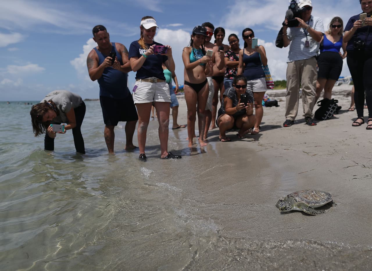 Las tortugas de mar son una especie protegida y la recolección de sus huevos es un crímen federal.