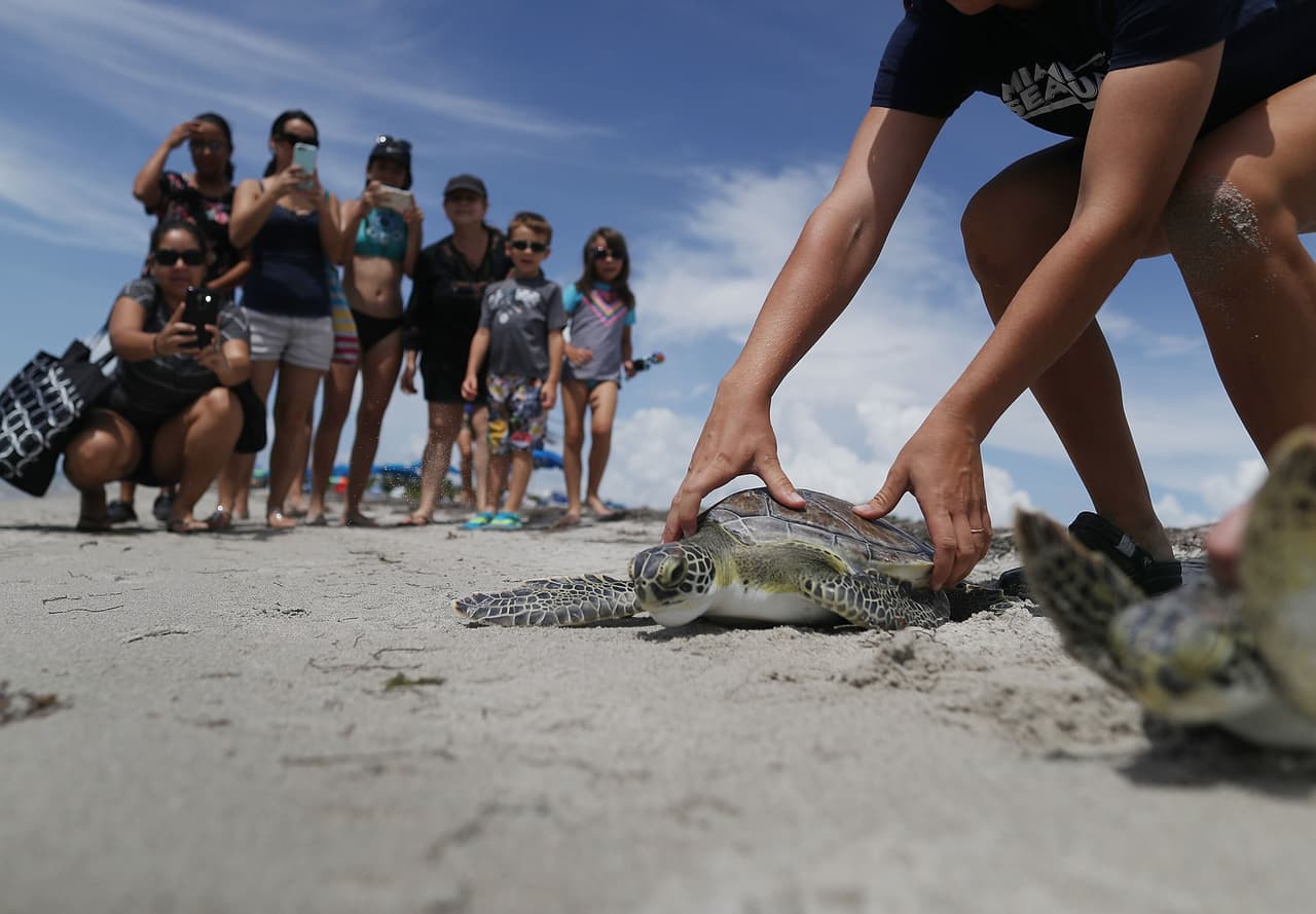 Hay que hacer conciencia sobre la basura que se deposita en el mar. Tortugas y otros animales terminan atrapados o mueren a causa de esto.