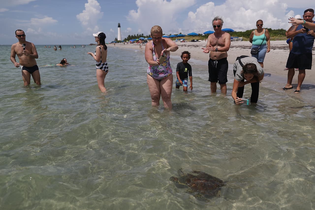 Las personas que se encontraban disfrutando de la playa se acercaron y tomaron fotos del momento en que las tortugas volvían a su estado natural.