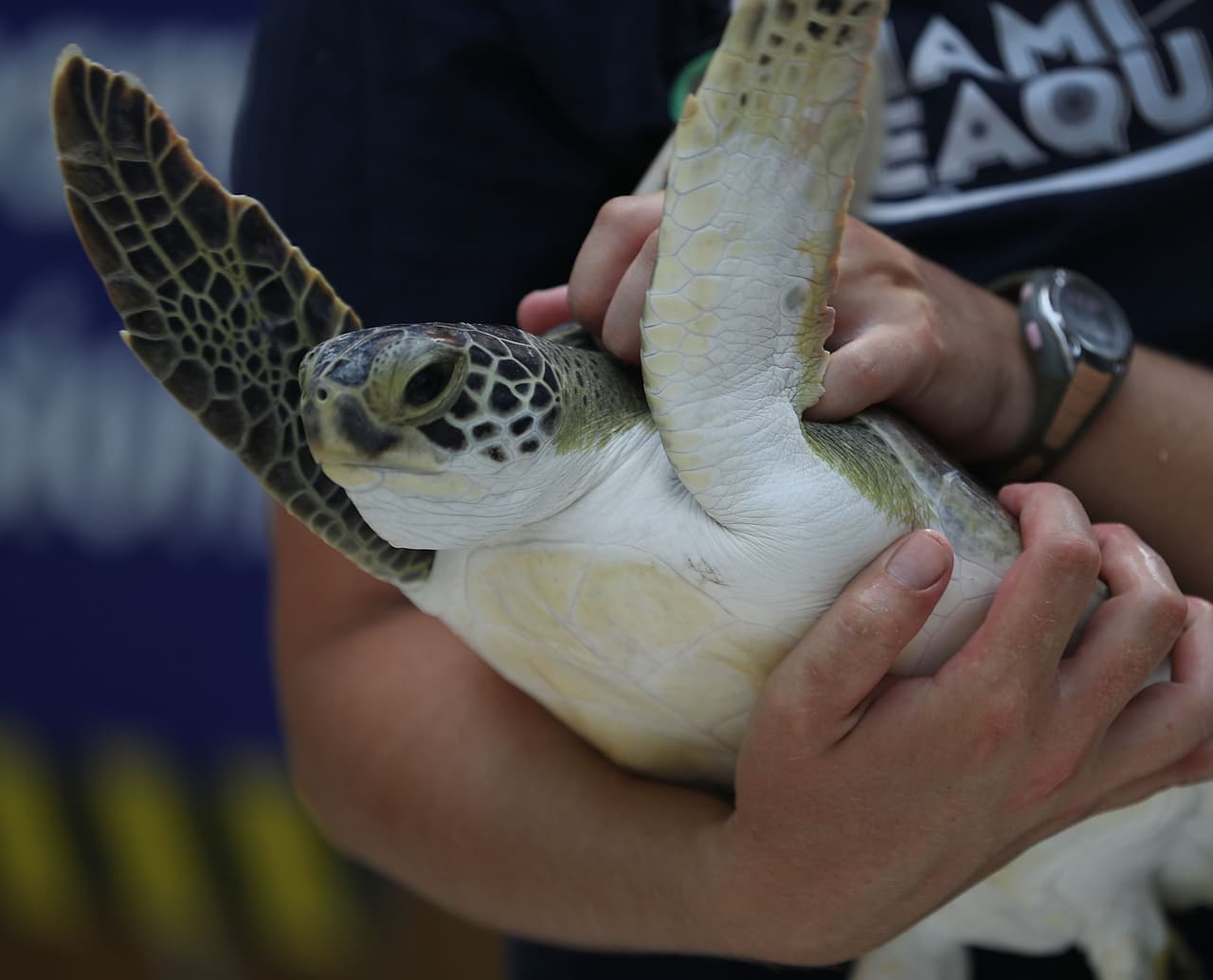 Gracias a los microchips incrustados en sus aletas, investigadores alrededor del mundo podrán saber qué ha sido de ellas.