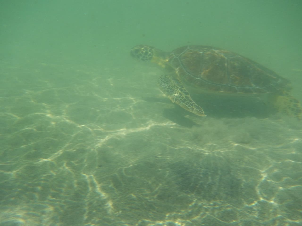 Antes de liberarlas, las tortugas pasaron por varias pruebas de nado en las piscinas del Seaquarium.