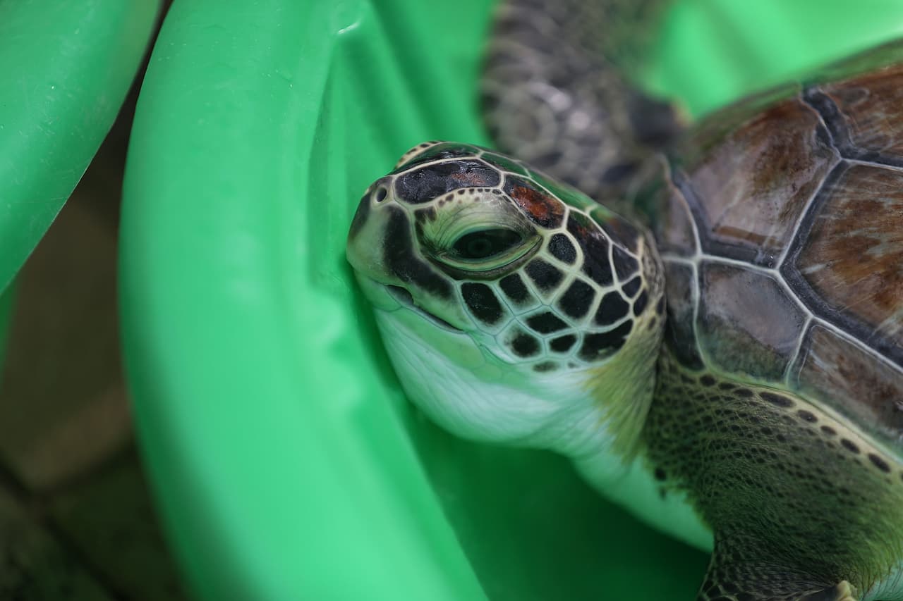 Las tortugas estuvieron en rehabilitación hasta que los veterinarios no estuvieron seguros de que podían comer por sí mismas, digerir y nadar.