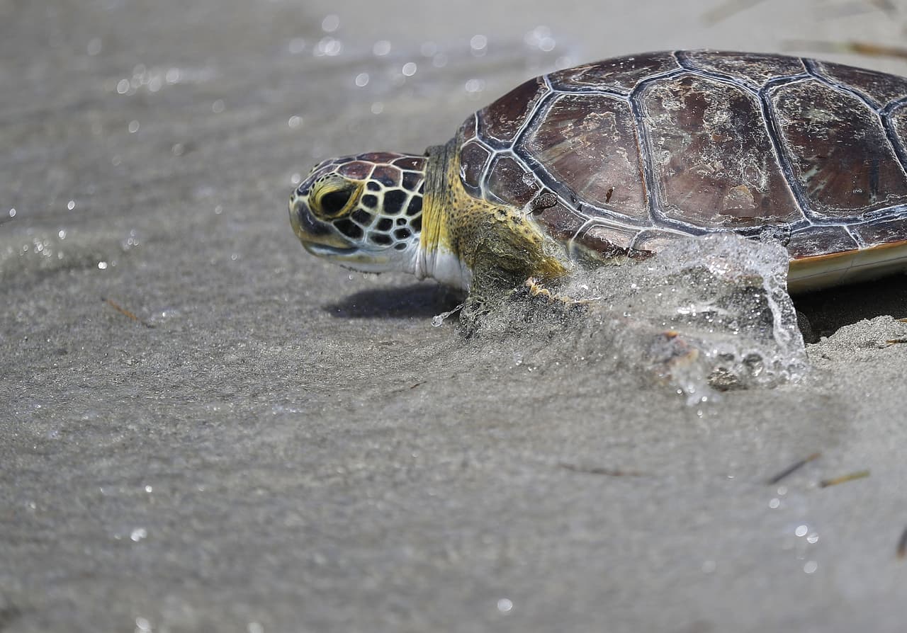 Las otras tres fueron dejadas en libertad en la orilla del parque estatal de Bills Baggs Cape Florida.