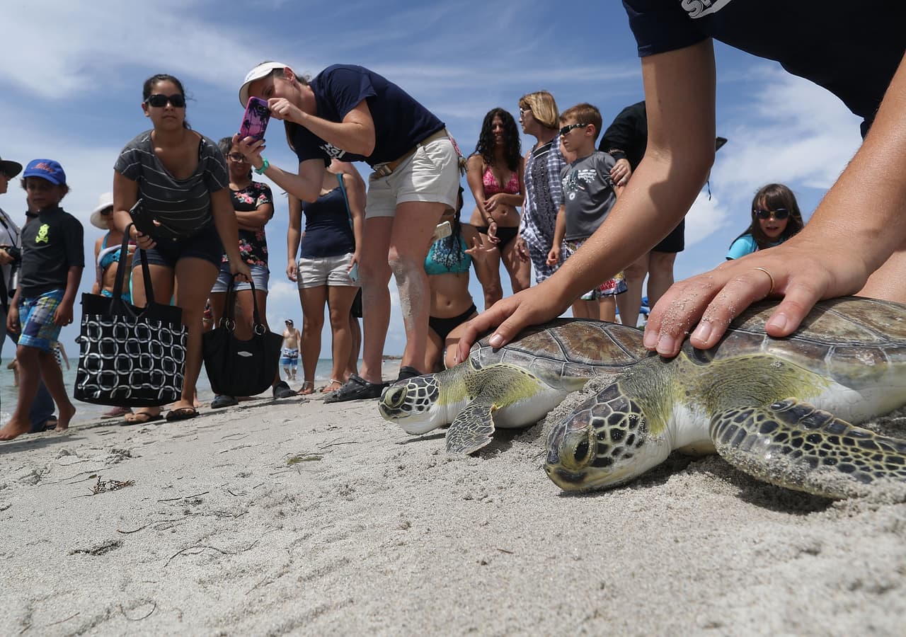Personal del Miami Seaquarium las rehabilitaron y las devolvieron al mar el miércoels.