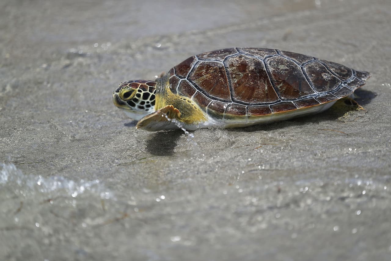 Anzuelos de pesca fueron removidos de la boca y esófago de varias de las tortugas.