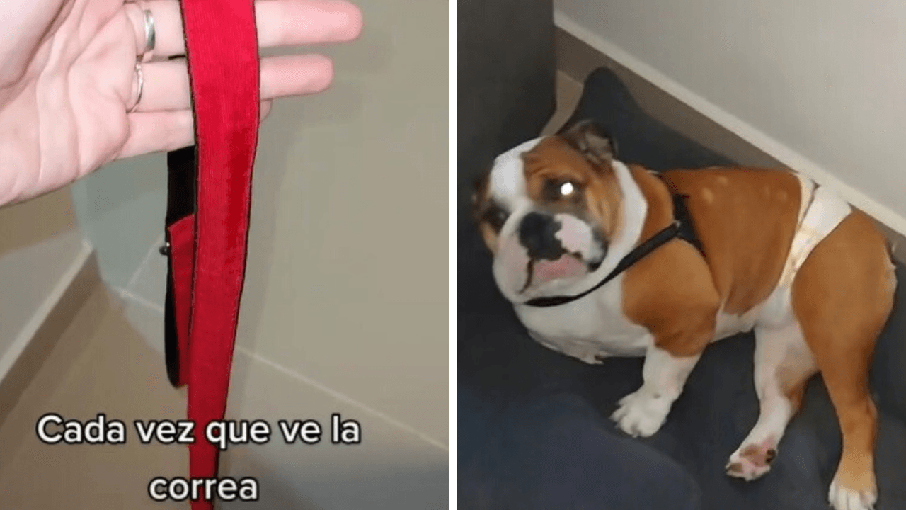 Este bulldog es el perrito "más flojo del mundo": Se esconde cuando lo quieren sacar a pasear