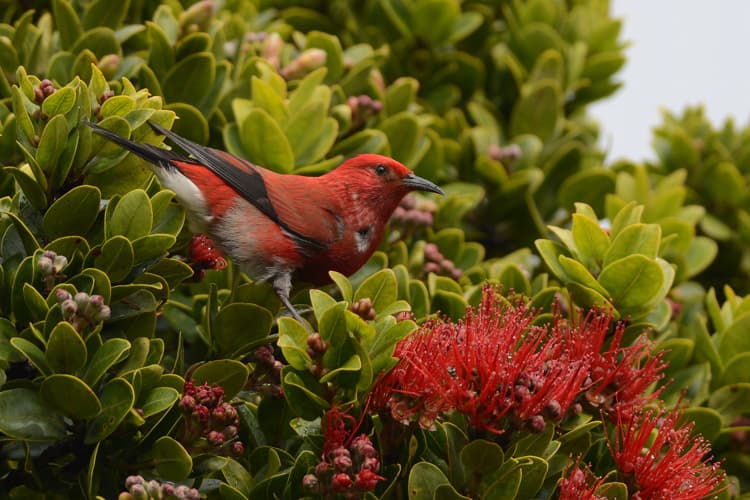 Apapane (Hematione sanquinea)