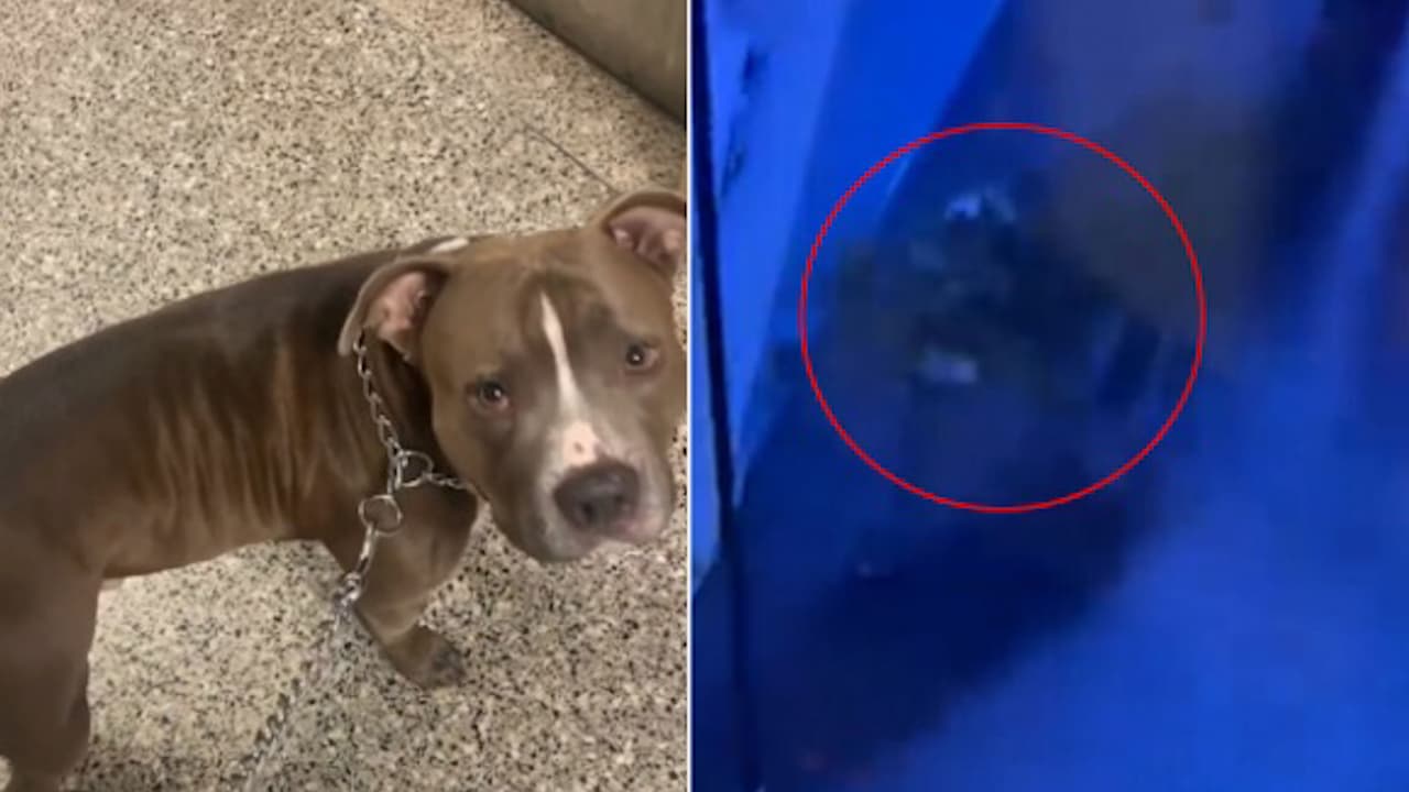 Roban un pitbull en un hotel del Bronx mientras su dueño trabajaba