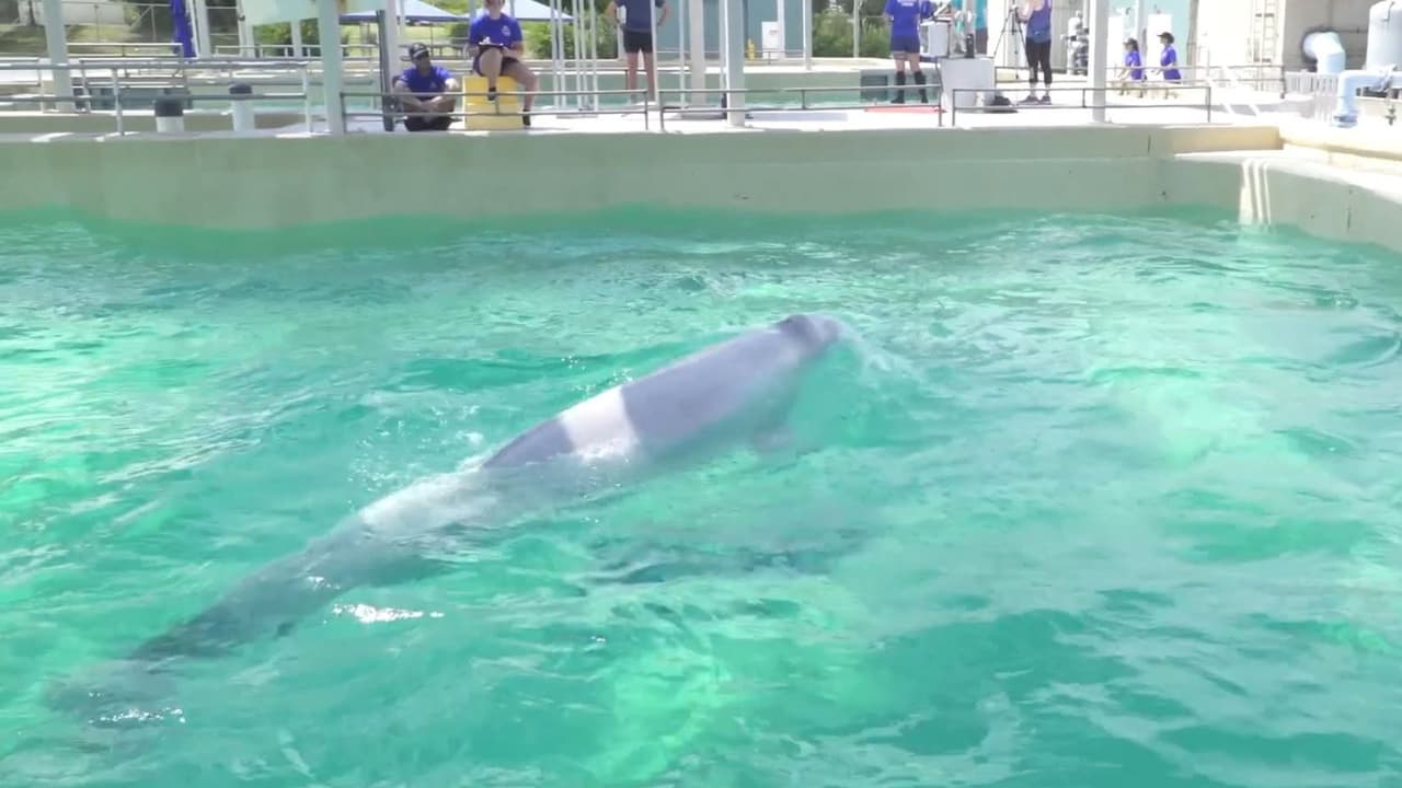 Frankie y Bertie Botts, las dos ballenas beluga macho que llegaron en abril ya se encuentran socializando con las belugas que ya vivían en SeaWorld y conviviendo con sus nuevos entrenadores.