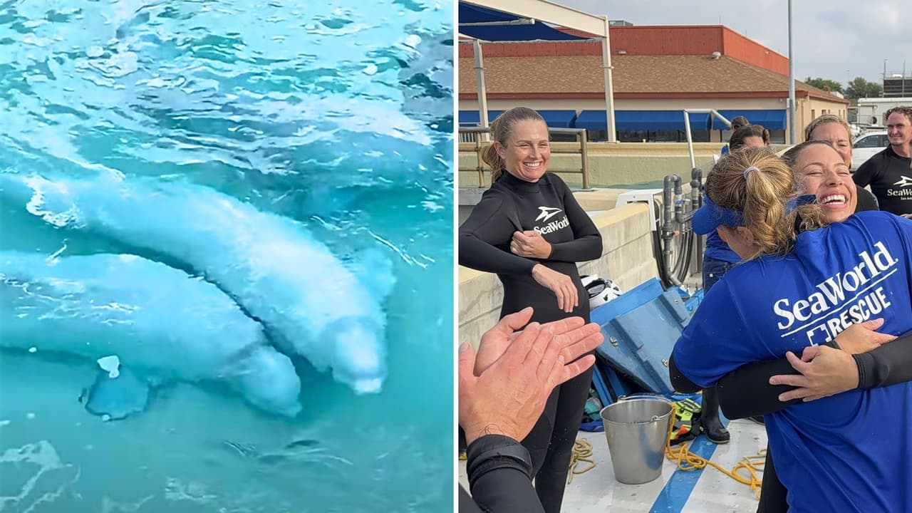 “Las siete belugas hembra ya están en SeaWorld San Antonio y están recibiendo atención veterinaria, nutrición y cuidado mientras se acostrumbran a su nuevo ambiente”.
<br>
<br>SeaWorld colaboró con el Shedd Aquarium, Georgia Aquarium, Mystic Aquarium y Oceanográfic Valencia en este histórico esfuerzo de rescate.