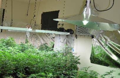 Sembradío de marihuana