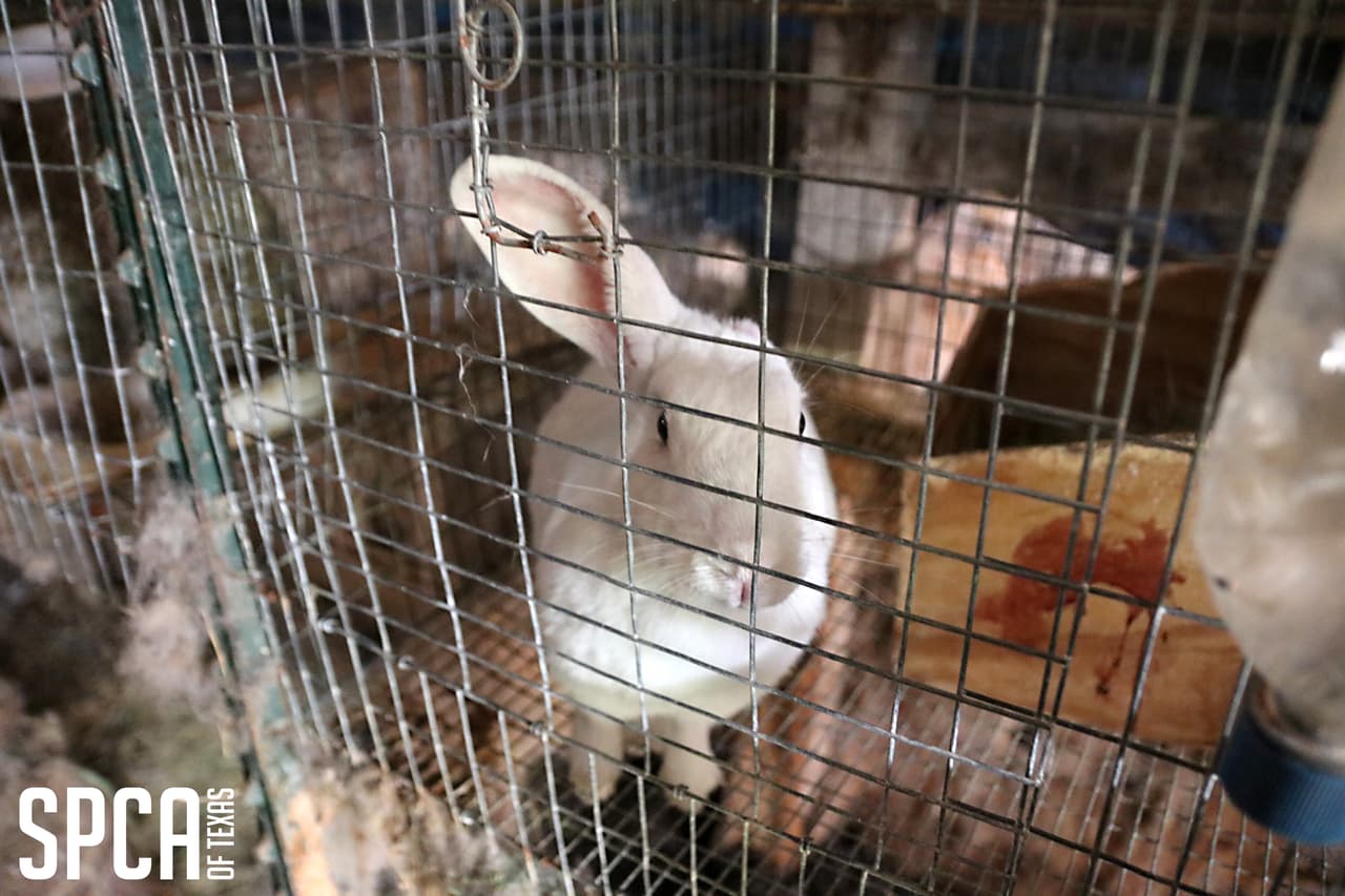 Autoridades informaron que habían incautado animales en julio del 2013 del mismo hogar.