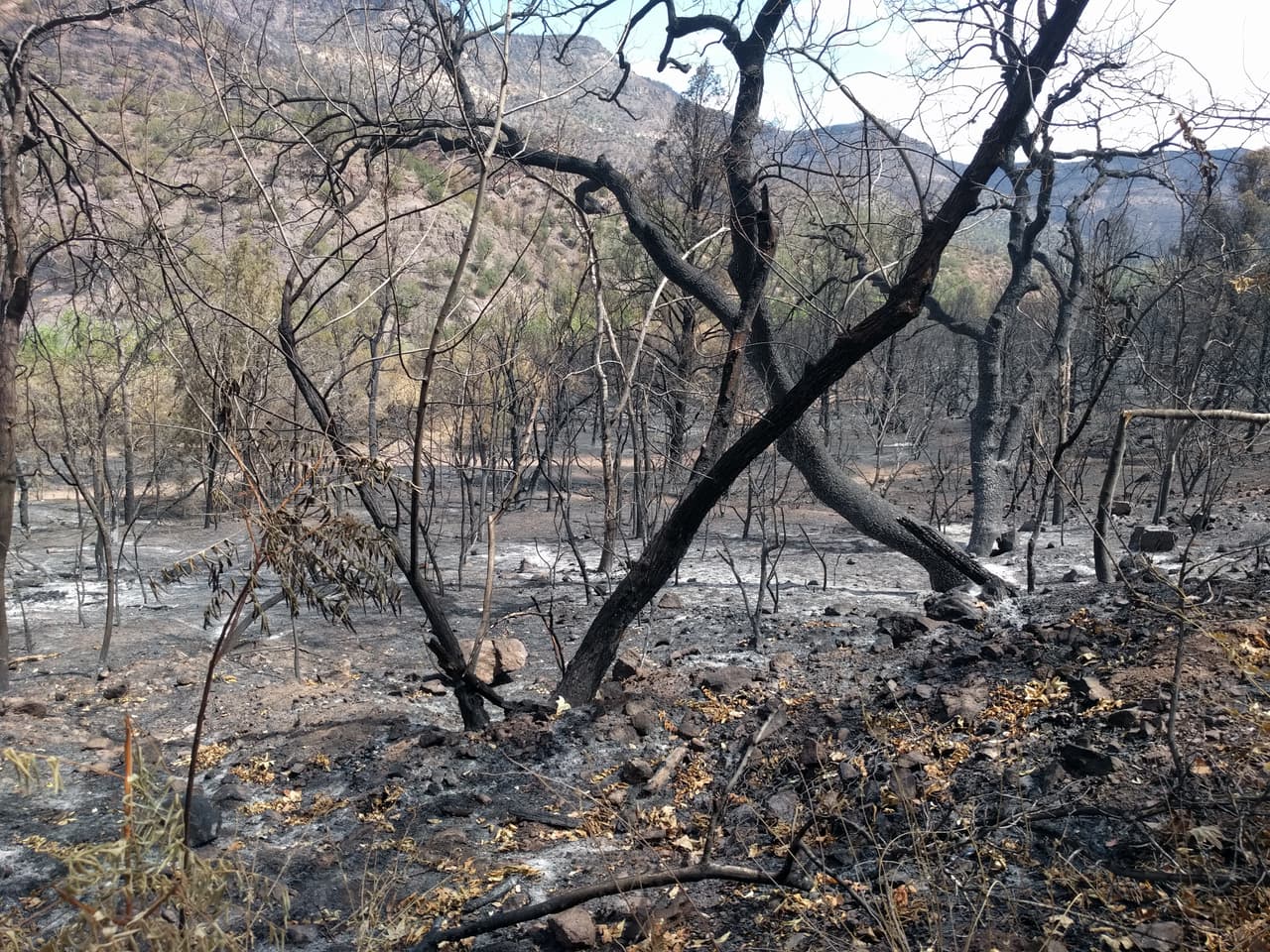 El
<a href="https://www.univision.com/local/arizona-ktvw/mas-de-250-personas-luchan-contra-el-incendio-backbone-video">incendio Backbone</a> que fue causado por un rayo el 16 de junio de 2021 abarcó casi 42,000 acres, incluida la mayor parte del área de
<a href="https://www.univision.com/local/arizona-ktvw/explorando-arizona-conoce-el-paraiso-de-fossil-creek">Fossil Creek</a>, según reportes del Servicio Nacional Forestal de los Estados Unidos.