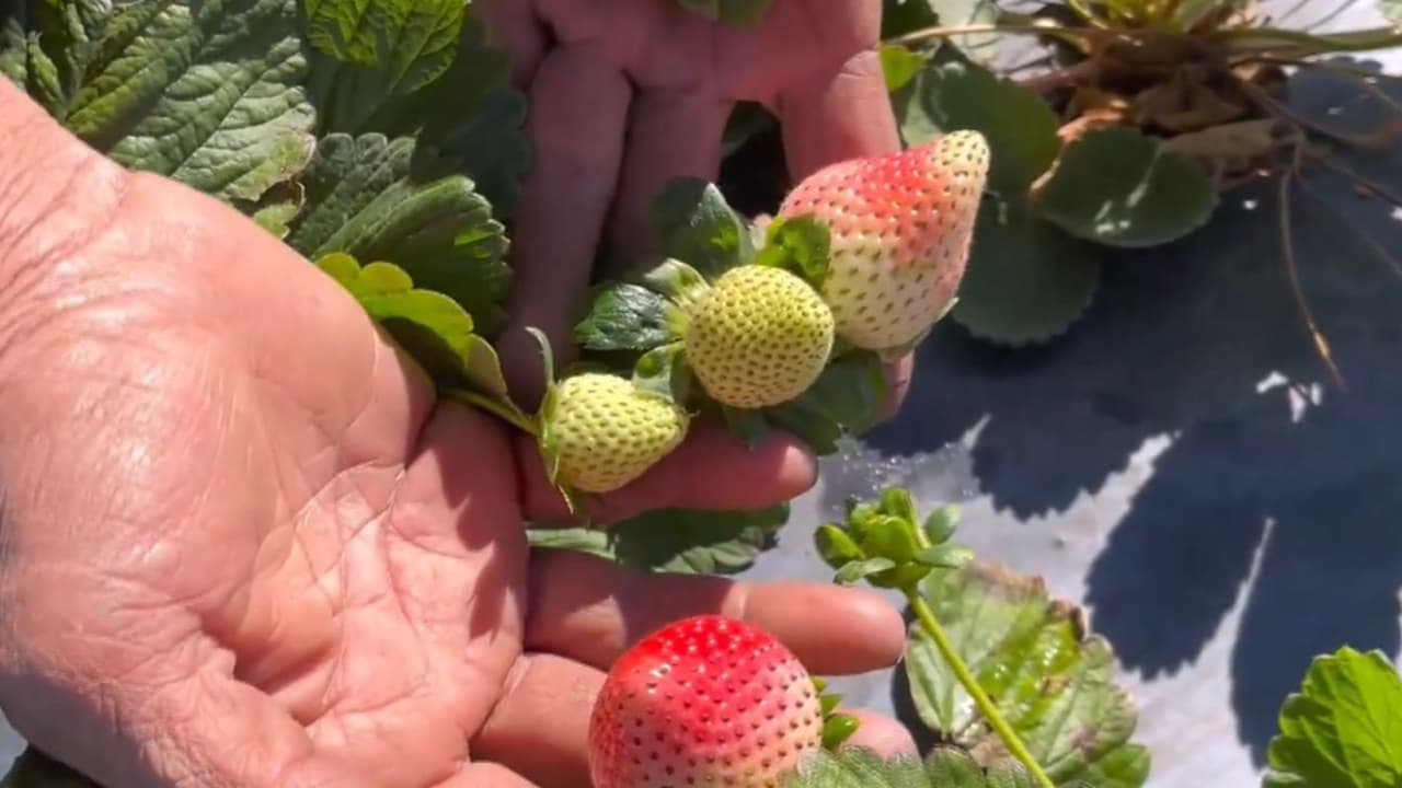 Productores y jornaleros resienten el impacto del frío en la cosecha de fresas en Tampa Bay