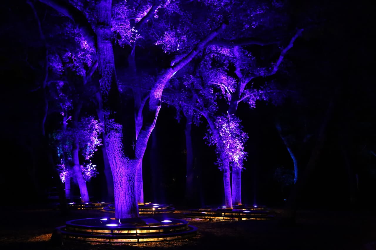 Las luces crean un ambiente de fantasía en el parque, que se tiñe de color durante la noche.