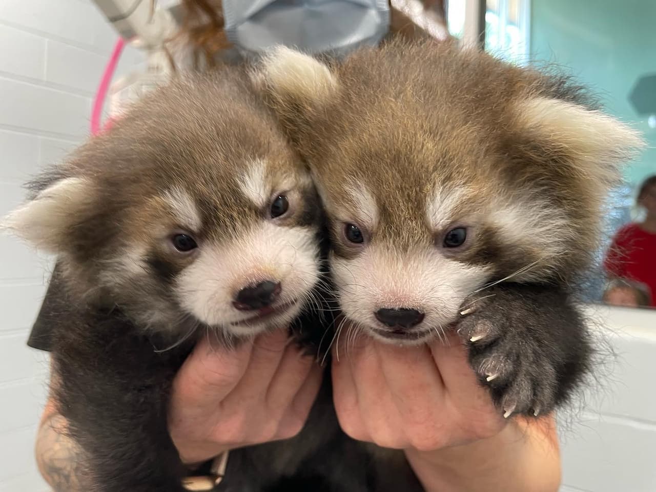 Zuko y Azula, así fueron bautizados los cachorros de pandas rojos del Centro de Ciencias de Greensboro